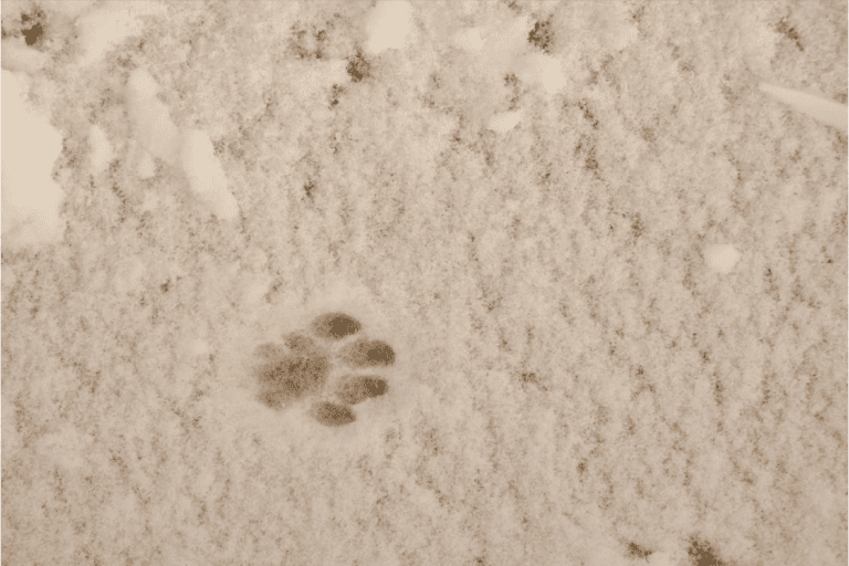 yürüyüş sonrası pati kontrolü