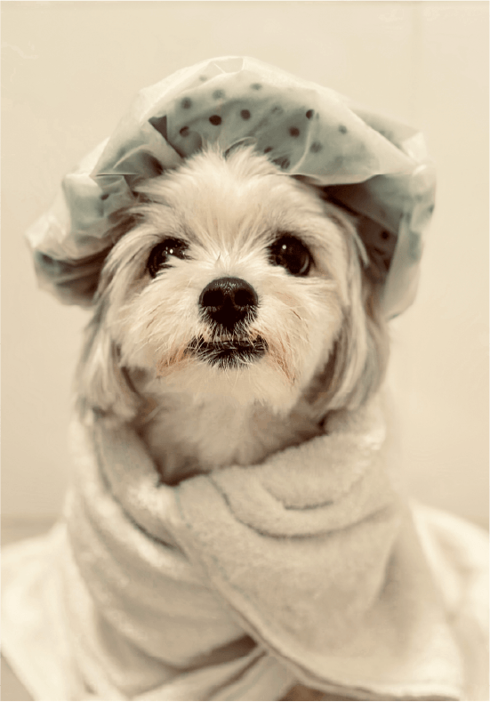 kış günleri, minimal veteriner, blog